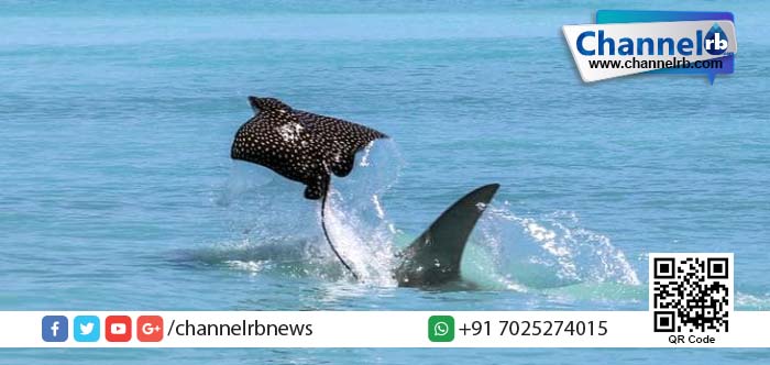 You are currently viewing പറക്കാന്‍ എനിക്കുമാകും: സ്രാവിന്റെ പിടിയില്‍പെടാതെ രക്ഷപ്പെടാനായി പറക്കുന്ന തിരണ്ടി.