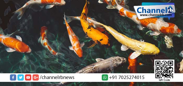 You are currently viewing ഇവന്റെ കൂട്ടുകാര്‍ മനുഷ്യര്‍: ഒരു തലോടലിനായി അടുത്ത് കൂടുന്ന മീനിനെ കാണാം.