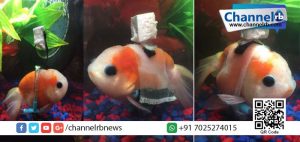 Read more about the article അങ്ങനെ മീനുകള്‍ക്കും വീല്‍ച്ചെയറായി: വൈകല്യം സംഭവിച്ച മീനിന് വീല്‍ചെയര്‍ ഫിറ്റ് ചെയ്ത് കൊടുത്ത് യുവാവ്.