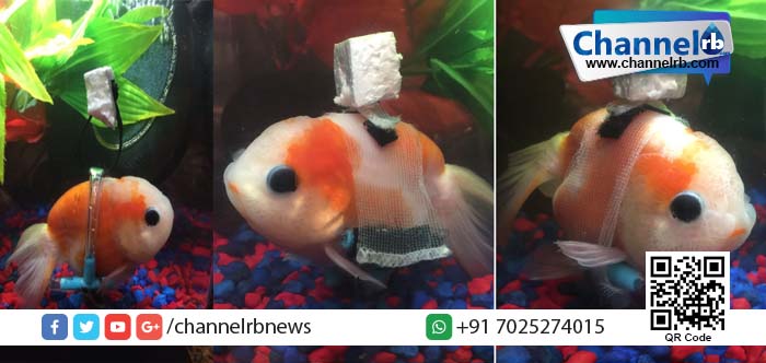 You are currently viewing അങ്ങനെ മീനുകള്‍ക്കും വീല്‍ച്ചെയറായി: വൈകല്യം സംഭവിച്ച മീനിന് വീല്‍ചെയര്‍ ഫിറ്റ് ചെയ്ത് കൊടുത്ത് യുവാവ്.