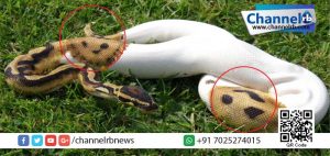 Read more about the article ‘പുഞ്ചിരി’ തൂകി ഹൈടെക് പെരുമ്പാമ്പ് വരുന്നേ…!