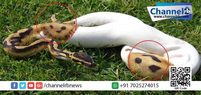 You are currently viewing ‘പുഞ്ചിരി’ തൂകി ഹൈടെക് പെരുമ്പാമ്പ് വരുന്നേ…!