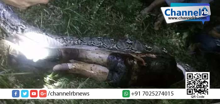 You are currently viewing കൃഷിയിടത്തില്‍ കാണാതായ സുഹൃത്തിനെ തേടി വന്ന നാട്ടുകാര്‍ കണ്ടത്…