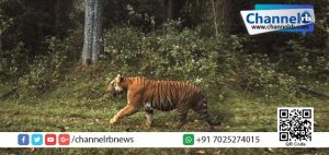 Read more about the article കണ്ണൂര്‍ വീണ്ടും പുലിപ്പേടിയില്‍..!