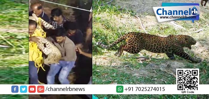 You are currently viewing കണ്ണൂരിനെ വിറപ്പിച്ച പുലി പിടിയില്‍…പട്ടാപ്പകലിറങ്ങിയ പുലിയുടെ വിളയാട്ട ദൃശ്യം കാണുക.