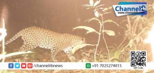 Read more about the article കണ്ണൂരില്‍ പുലി ഇറങ്ങി; 3 പേര്‍ക്ക് പുലിയുടെ കടിയേറ്റു.