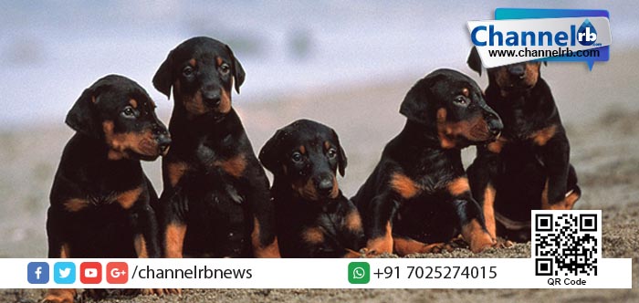 You are currently viewing വളര്‍ത്തു നായയെ കൊന്ന് ചുട്ടു തിന്ന അന്യ സംസ്ഥാന തൊഴിലാളിയെ അറസ്റ്റ് ചെയ്തു.