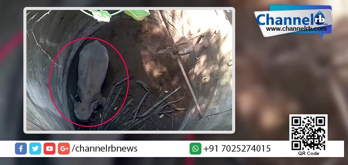 You are currently viewing 70 അടി താഴ്ച്ചയിലേക്ക് വീണ ആനകുട്ടിക്ക് പുതു ജീവന്‍; രക്ഷകരായത് നാട്ടുകാര്‍.