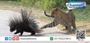 Read more about the article മുള്ള് ആയുധമാക്കിയ മുള്ളന്‍പന്നി തോല്‍പ്പിച്ചത് പുള്ളിപ്പുലിയെ!