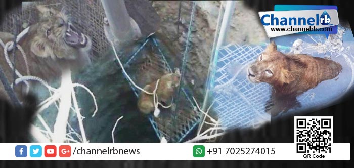 You are currently viewing കിണറ്റില്‍ വീണാല്‍ സിംഹം എന്തു ചെയ്യും?.