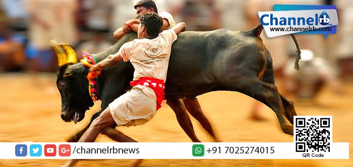 You are currently viewing ജെല്ലിക്കെട്ടിനിടെ രണ്ട് മരണം;80ഓളം പേര്‍ക്ക് പരിക്ക്.