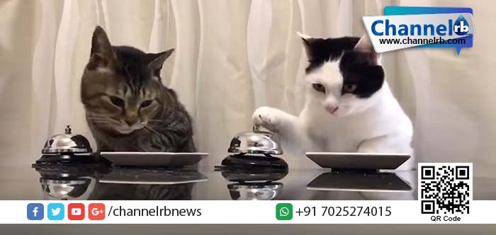 You are currently viewing മണിയടിച്ച് ഭക്ഷണം വാങ്ങുന്ന പൂച്ചകുട്ടികളെ കാണണോ !