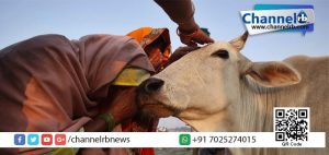 Read more about the article പശുക്കളെ വധിച്ചാല്‍ ഇനിമുതല്‍ ജീവപര്യന്തം തന്നെ; ഗുജറാത്ത് ഭരണകൂടത്തിനും ഗവര്‍ണറുടെ അംഗീകാരം.