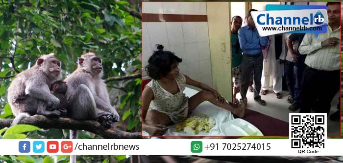 You are currently viewing കുരങ്ങുകളോടൊപ്പം കാട്ടില്‍ ജീവിക്കുകയായിരുന്ന എട്ട് വയസ്സുകാരിയെ നാട്ടുകാര്‍ കണ്ടെത്തി; കുരങ്ങിന്റെ സ്വഭാവം പ്രകടിപ്പിക്കുന്ന കുട്ടി ഇപ്പോള്‍ ചികിത്സയിലാണ്.