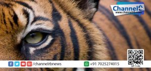 Read more about the article കണ്ണൂരില്‍ വീണ്ടും പുലിയിറങ്ങി: സ്ഥലത്ത് ജാഗ്രതാ നിര്‍ദ്ദേശം.