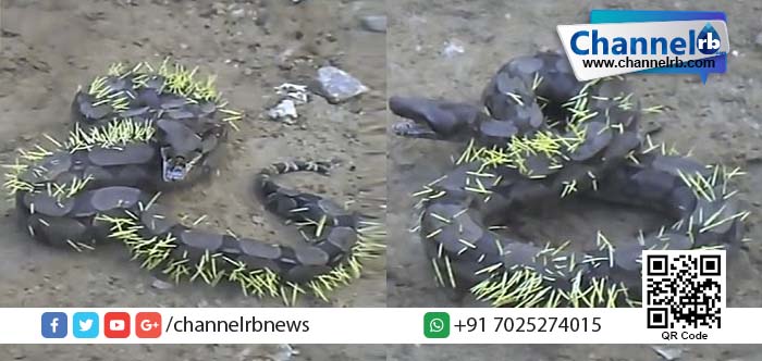 You are currently viewing മുള്ളന്‍ പന്നിയെ വിഴുങ്ങാന്‍ പോയ പെരുമ്പാമ്പിന് സംഭവിച്ചത്…