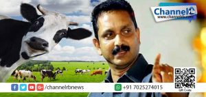 Read more about the article “പശുവിനെ കൊല്ലാൻ ധൈര്യമുണ്ടോ” കെ സുരേന്ദ്രന്റെ വെല്ലുവിളിക്ക് മറുപടിയുമായി കാസർകോട്ടെ യുവജന കൂട്ടായ്മ.