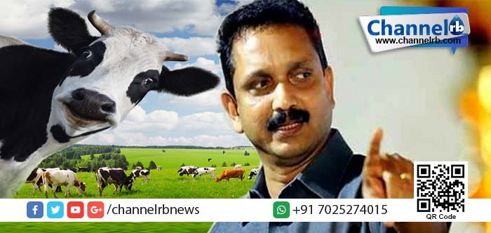 You are currently viewing “പശുവിനെ കൊല്ലാൻ ധൈര്യമുണ്ടോ” കെ സുരേന്ദ്രന്റെ വെല്ലുവിളിക്ക് മറുപടിയുമായി കാസർകോട്ടെ യുവജന കൂട്ടായ്മ.