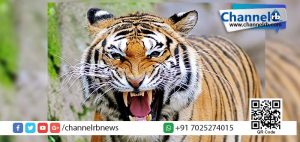 Read more about the article അപകടകാരികളായ പക്ഷികളുടെയും മൃഗങ്ങളുടെയും വില്‍പ്പനയ്ക്ക് ദുബായില്‍ നിരോധനം.