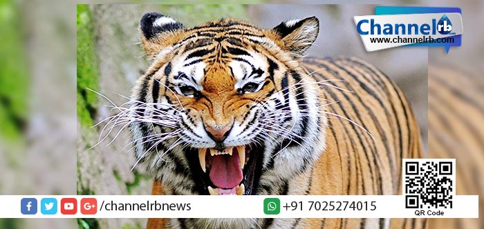 You are currently viewing അപകടകാരികളായ പക്ഷികളുടെയും മൃഗങ്ങളുടെയും വില്‍പ്പനയ്ക്ക് ദുബായില്‍ നിരോധനം.