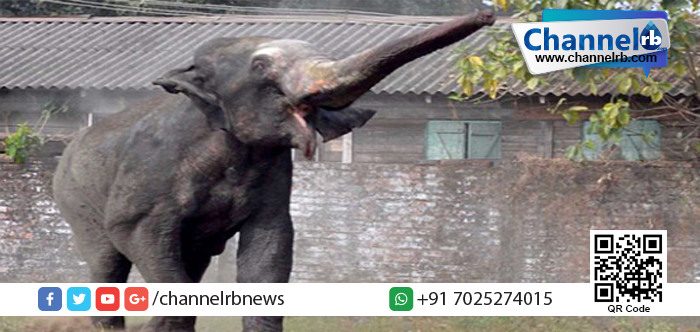 You are currently viewing ക്ഷേത്ര പറമ്പില്‍ ആന പാപ്പാനെ കുത്തിക്കൊന്നു.