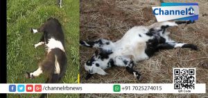 Read more about the article ഞെട്ടിത്തരിച്ച് വീഴുന്നത് മനുഷ്യര്‍ മാത്രമല്ല ! ദാ… ഇവരും വീഴും, വെട്ടിയിട്ട വാഴപോലെ.