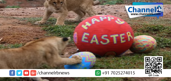 You are currently viewing മൃഗശാലയിലെ ഈസ്റ്റര്‍…അഥവാ മൃഗങ്ങളുടെ ഈസ്റ്റര്‍.