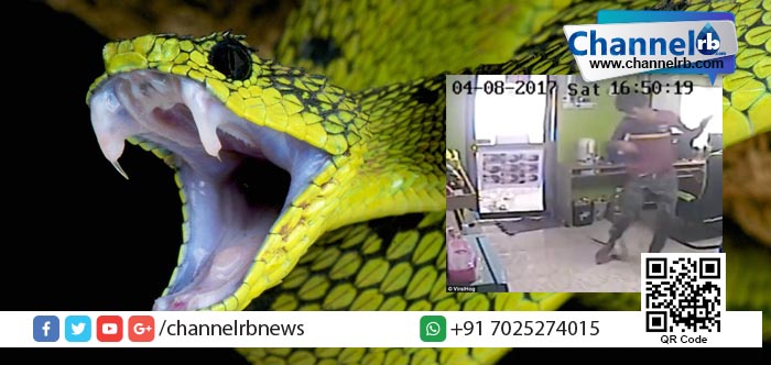 You are currently viewing നെറ്റ് കഫേയില്‍ കടന്നു കൂടിയ പാമ്പ്; അവിടെ പിന്നീട് സംഭവിച്ചത്.