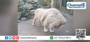 Read more about the article കാട്ടിലെ രാജാവിന്റെ പേടി!.