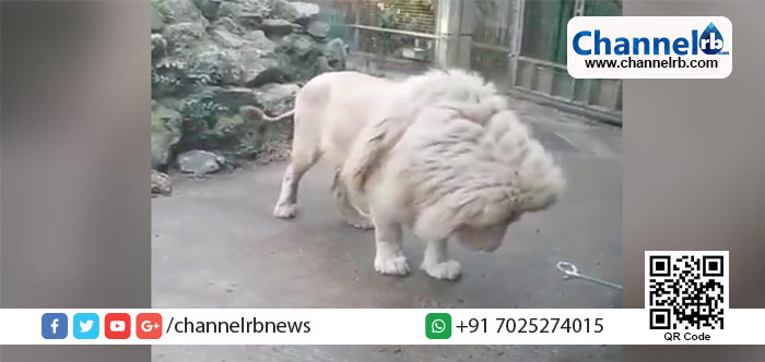 You are currently viewing കാട്ടിലെ രാജാവിന്റെ പേടി!.