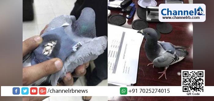 You are currently viewing സന്ദേശമയക്കാന്‍ മാത്രമല്ല മയക്കുമരുന്ന് കടത്താനും പ്രാവുകള്‍; മാരക മയക്കുമരുന്നുകളുമായി പ്രാവുകള്‍ പിടിയില്‍.