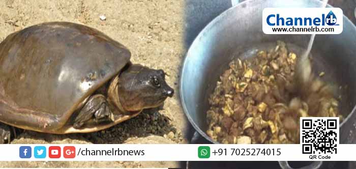 You are currently viewing പുഴയില്‍ നിന്നും പിടികൂടിയ ആമയെക്കൊന്ന് കറി വെച്ചു; ചിത്രം വാട്ട്‌സ് ആപ്പിലൂടെ പ്രചരിച്ചതോടെ കാസർകോട്ടെ രണ്ട് യുവാക്കൾ വനം വകുപ്പിന്റെ പിടിയിൽ.