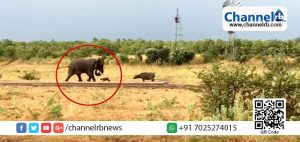 Read more about the article കുട്ടികളോടാണോ കളി… ആഫ്രിക്കനാനയെ വിരട്ടുന്ന കുഞ്ഞന്‍ കാട്ടു പോത്ത്.