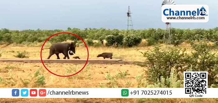 You are currently viewing കുട്ടികളോടാണോ കളി… ആഫ്രിക്കനാനയെ വിരട്ടുന്ന കുഞ്ഞന്‍ കാട്ടു പോത്ത്.