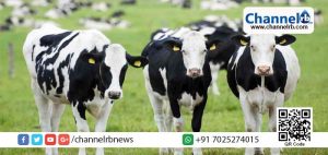 Read more about the article ആംബുലന്‍സിനും ആധാര്‍കാര്‍ഡിനും പുറമേ പശുക്കള്‍ക്ക് ജി.പി.എസ് സംവിധാനവും.