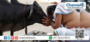 Read more about the article പശുവിനെ ദേശീയ മൃഗമാക്കണമെന്ന് രാജസ്ഥാന്‍ ഹൈക്കോടതി