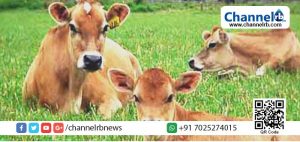 Read more about the article പശുവിന് ആധാറും ആംബുലന്‍സും ഏര്‍പ്പെടുത്തിയതിനു പിന്നാലെ പശു സംക്ഷണത്തിന് പുതിയ നിയമവും ഏര്‍പ്പെടുത്തി ബി.ജെ.പി സര്‍ക്കാര്‍: ഇവിടെ മനുഷ്യ   ജീവന്‌ പുല്ലുവില.