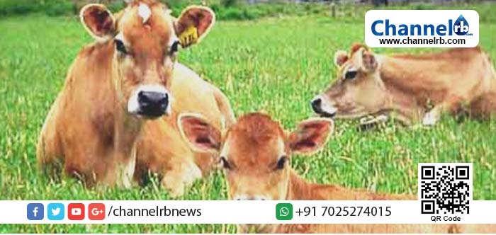 You are currently viewing പശുവിന് ആധാറും ആംബുലന്‍സും ഏര്‍പ്പെടുത്തിയതിനു പിന്നാലെ പശു സംക്ഷണത്തിന് പുതിയ നിയമവും ഏര്‍പ്പെടുത്തി ബി.ജെ.പി സര്‍ക്കാര്‍: ഇവിടെ മനുഷ്യ   ജീവന്‌ പുല്ലുവില.