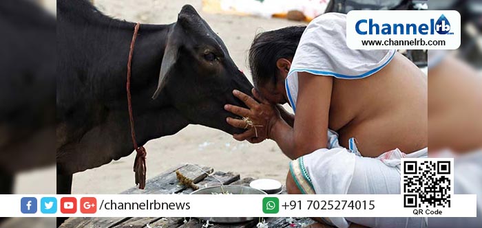 You are currently viewing പശുവിനെ ദേശീയ മൃഗമാക്കണമെന്ന് രാജസ്ഥാന്‍ ഹൈക്കോടതി