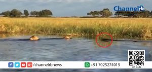 Read more about the article സഹോദര സ്‌നേഹത്തിന് ഒരു ഉത്തമ ഉദാഹരണം: അനിയനെ ആക്രമിച്ച മുതലയെ ആക്രമിച്ച് ചേട്ടന്‍ സിംഹം.