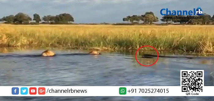 You are currently viewing സഹോദര സ്‌നേഹത്തിന് ഒരു ഉത്തമ ഉദാഹരണം: അനിയനെ ആക്രമിച്ച മുതലയെ ആക്രമിച്ച് ചേട്ടന്‍ സിംഹം.