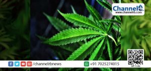 Read more about the article തൃശ്ശൂരില്‍ വന്‍ കഞ്ചാവുവേട്ട: നാല് പേര്‍ പിടിയില്‍.