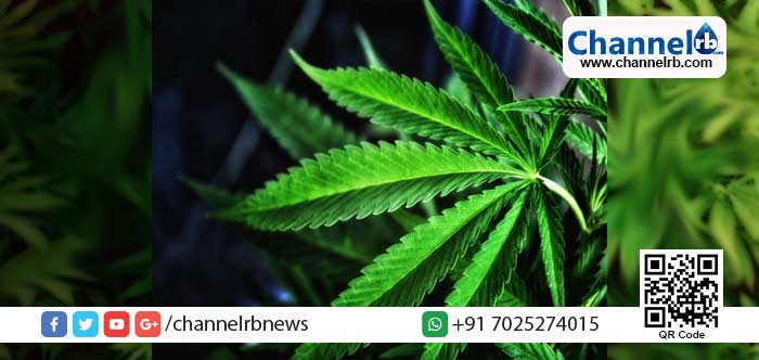 You are currently viewing തൃശ്ശൂരില്‍ വന്‍ കഞ്ചാവുവേട്ട: നാല് പേര്‍ പിടിയില്‍.