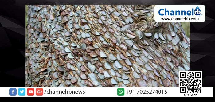 You are currently viewing ഒടുവില്‍ പണം കായ്ക്കുന്ന മരവും കണ്ടെത്തി..!