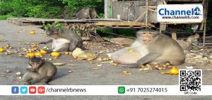 Read more about the article ഫാറ്റി അങ്കിള്‍! കഴിച്ച് കഴിച്ച് പൊണ്ണത്തടിയനായ ഒരു വാനരന്റെ കഥ.