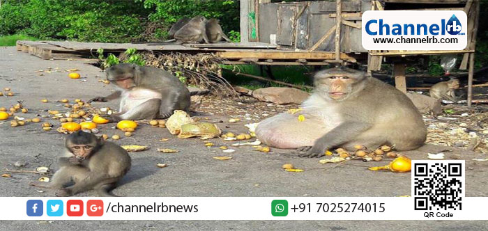 You are currently viewing ഫാറ്റി അങ്കിള്‍! കഴിച്ച് കഴിച്ച് പൊണ്ണത്തടിയനായ ഒരു വാനരന്റെ കഥ.