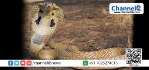 Read more about the article ചൂടില്‍ രക്ഷയില്ല..!ഒരു തുള്ളി വെള്ളത്തിന് വേണ്ടി വീട്ടില്‍ എത്തിയ മൂര്‍ഖന്‍ പാമ്പ് ചെയ്തത് കാണൂ…