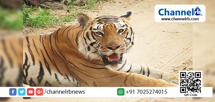 You are currently viewing പെണ്‍കുട്ടികളുടെ ഹോസ്റ്റലില്‍ രാത്രി കയറിയ കടുവയുടെ പരാക്രമം കേട്ടാല്‍ ഞെട്ടും..!