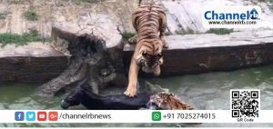 Read more about the article മനക്കരുത്തുള്ളവര്‍ മാത്രം കാണുക ഈ വീഡിയോ; മൃഗശാലാ ജീവനക്കാരുടെ ക്രൂരവിനോദം.