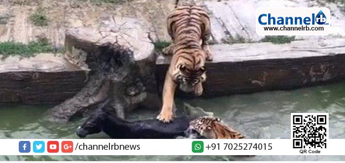 You are currently viewing മനക്കരുത്തുള്ളവര്‍ മാത്രം കാണുക ഈ വീഡിയോ; മൃഗശാലാ ജീവനക്കാരുടെ ക്രൂരവിനോദം.